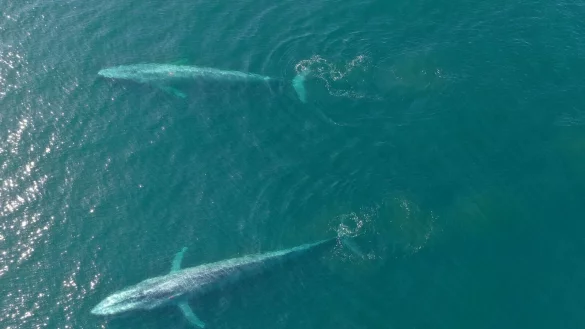 Blauwale, die gr&ouml;&szlig;ten Tiere der Erde, die sich haupts&auml;chlich von Krill ern&auml;hren, k&ouml;nnten laut einer Sch&auml;tzung mit der Nahrung t&auml;glich rund zehn Millionen Mikroplastikteile aufnehmen. - &copy; Elliott Hazen/NOAA/dpa