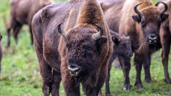 Wisente stehen auf einer Wiese. - &copy; Dieter Menne/dpa/Symbolbild