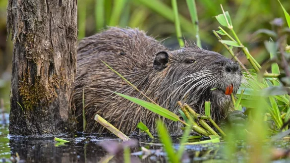 Eine Nutria frisst Wasserpflanzen am Ufer eines Gew&auml;ssers. - &copy; Patrick Pleul/dpa/Archivbild