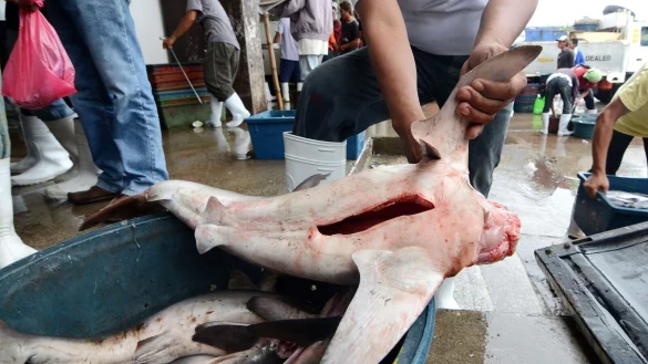 Ein philippinischer Fischer entfernt in Santos City (Philippinen) die Finne von einem Blauhai. Zum Abschluss der Weltartenkonferenz Cites in Panama haben die Vertreter von 184 Staaten ein Schutzpaket f&uuml;r fast 100 Hai- und Rochenarten best&auml;tigt. - &copy; Ritchie Tongo/EPA/dpa