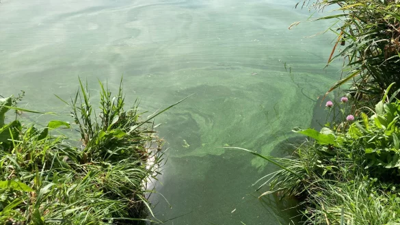 Blaualgen breiten sich in einem Gew&auml;sser aus. - &copy; Birgit Reichert/dpa/Symbolbild
