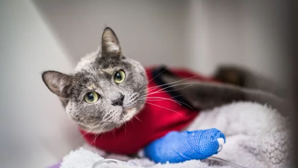 Wohl dem Kater, der eine Katzen-Krankenversicherung hat. Denn sonst können großere Operationen schnell richtig teuer werden. - © Frank Rumpenhorst/dpa-tmn