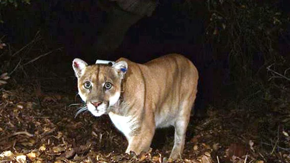 &laquo;IIkonischer Botschafter f&uuml;r die Tierwelt&raquo;: Der Puma namens P-22. - &copy; U.S. National Park/dpa