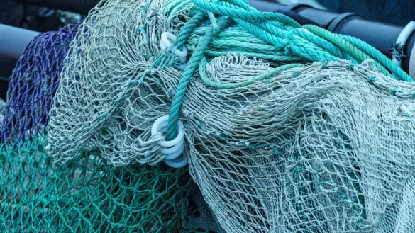 Die EU-Staaten haben sich auf einen strengen Schutz von Aalen und Fangmengen f&uuml;r Kabeljau geeinigt. - &copy; Axel Heimken/dpa