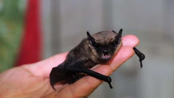 Eine Zwergfledermaus sitzt in einer Auffangstation im Saarland auf einer Hand. - &copy; Katja Sponholz/dpa