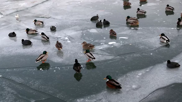 Ein spezieller Blutkreislauf, der die F&uuml;&szlig;e auf null Grad herunterk&uuml;hlt, sch&uuml;tzt Entenf&uuml;&szlig;e vorm Festfrieren auf Eis. - &copy; Daniel Karmann/dpa/dpa-tmn