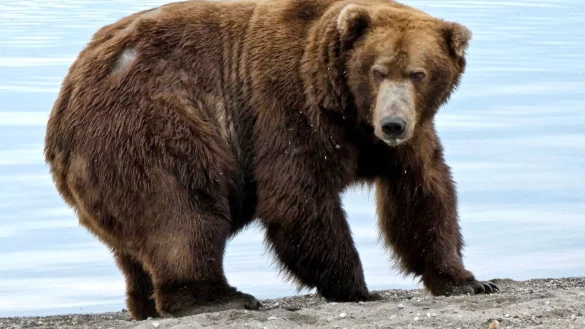 Der Braunb&auml;r &laquo;747&raquo;, auch als &laquo;Jumbo Jet&raquo; bekannt, steht im Katmai-Nationalpark. - &copy; ---/Katmai National Park and Preserve/dpa/Handout