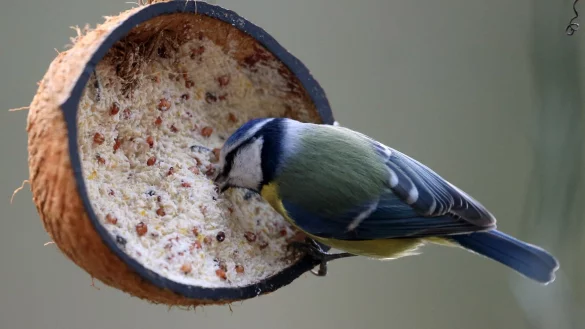 Eine Blaumeise frisst aus einer selbst gemachten Vogelfutterbombe. Daf&uuml;r wurde eine halbe Kokosnussschale mit einer Fett-Samenmischung gef&uuml;llt und an einen Ast gehangen. - &copy; Roland Weihrauch/dpa/dpa-tmn