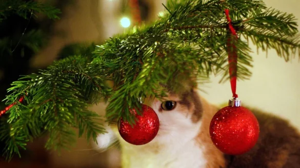 Bunte, glitzernde Kugeln sind f&uuml;r die Katze faszinierend. Sie sollten nicht aus Glas sein, sonst k&ouml;nnen sie beim Anstupsen herunterfallen und zerspringen. - &copy; Ina Fassbender/dpa-tmn