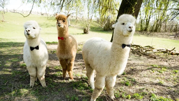 Alpakas sind flauschig - und beliebte Fotomotive f&uuml;r Hochzeitsbilder. Doch auf der Feier selbst sollte man sie besser nicht einplanen. - &copy; Westend61/dpa-tmn