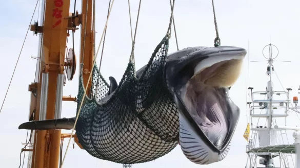 Ein Zwergwal wird in einem Hafen von einem Schiff gel&ouml;scht. - &copy; kyodo/dpa
