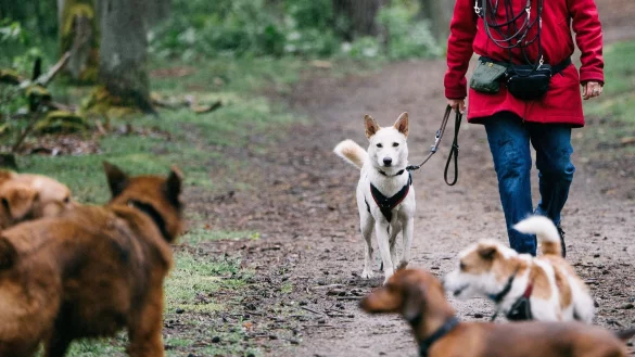 Zu viel Trubel im Wald? Ein Jagdp&auml;chter kann dem Hunderudel den Durchgang durch's Revier verwehren. - &copy; Zacharie Scheurer/dpa-tmn