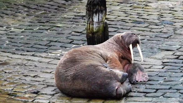 Ein Walross im Hafen von Scarborough. Walrosse gelten als gef&auml;hrdete Tierart und stehen unter Naturschutz. - &copy; Stuart Ford/PA Media/dpa