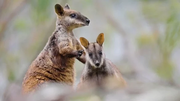 B&uuml;rstenschwanz-Felsk&auml;ngurus (Petrogale penicillata) im Mongo Valley Wildlife Sanctuary. - &copy; -/Aussie Ark/dpa