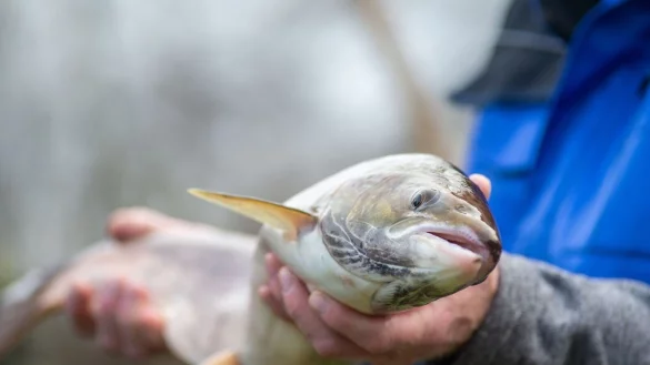 Ein Mann h&auml;lt einen laichtragenden Lachs in den H&auml;nden. - &copy; Klaus-Dietmar Gabbert/dpa-Zentralbild/dpa/Symbolbild