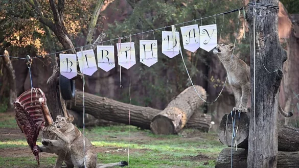 Die drei jungen L&ouml;winnen Jamila, Malaika und Kumani werden am 8. Oktober 1 Jahr alt. - &copy; Bernd Thissen/dpa