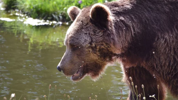 Im B&auml;renwald M&uuml;ritz finden misshandelte Tiere ein sicheres Refugium. - &copy; Joachim Hauck/dpa-tmn