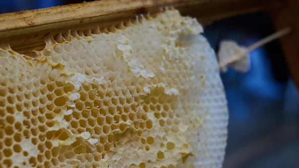 Imkern ist beliebt: Die Zahl der Imker in Mecklenburg-Vorpommern stieg in den vergangenen fünf Jahren um 25 Prozent. - © Annette Riedl/dpa-Zentralbild/ZB