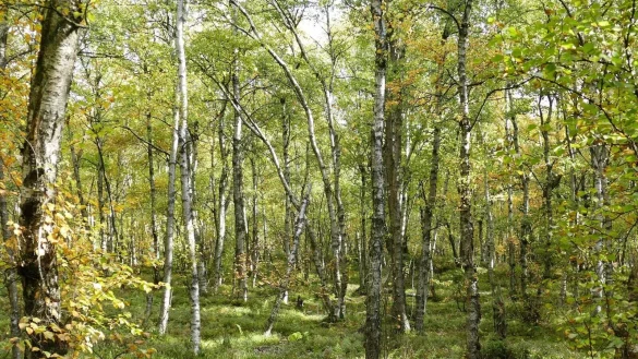 Moor-Birken in einem Wald im Roten Moor in der R&ouml;hn. Die Moor-Birke ist &laquo;Baum des Jahres&raquo; 2023. - &copy; Rainer Maus/Dr. Silvius Wodarz Stiftung/dpa