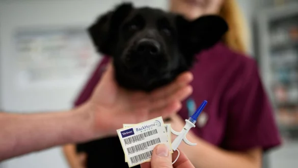 Zack, da kommt gleich der Chip in den Hund rein. Schon l&auml;sst sich das Tier eindeutig identifizieren. - &copy; Ina Fassbender/dpa-tmn