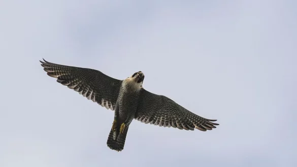 Ein Wanderfalke (Falco peregrinus) fliegt am Himmel. - &copy; Patrick Pleul/dpa-Zentralbild/ZB/Archivbild