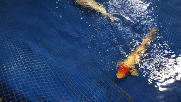 Kois aus den Anlagen des Gro&szlig;aquariums Aquadom schwimmen in einem Becken des Berliner Zoos. - &copy; Zoo Berlin/dpa