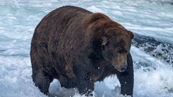 Der massige Braunb&auml;r Nummer 747 mit dem Spitznamen &laquo;Jumbo Jet&raquo; im Katmai-Nationalpark in Alaska. - &copy; L.Law/Katmai National Park and Preserve/dpa