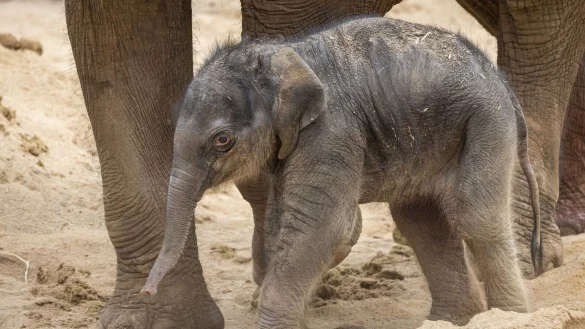 Elefantenmama Dokkoon hat das Kalb nach 22-monatiger Schwangerschaft gesund zur Welt gebracht. - &copy; Zoos Victoria/ZOOS VICTORIA/AAP/dpa