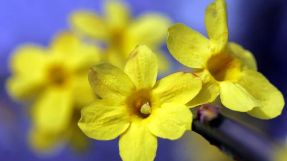Die Zweige vieler Bl&uuml;tenstr&auml;ucher lassen sich mitten im Winter zum Bl&uuml;hen bringen, und mancher tut es dann sowieso. Ein typischer Winterbl&uuml;her ist der Winterjasmin. - &copy; Patrick Seeger/dpa/dpa-tmn