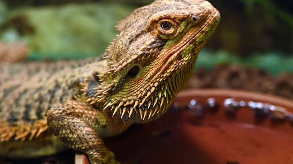 Angebote f&uuml;r australische Schuppenkriechtiere & Co auf Ebay-Kleinanzeigen geh&ouml;ren der Vergangenheit an. Die Plattform untersagt den Handel mit Reptilien, zu denen auch die Bartagame z&auml;hlt. - &copy; Andrea Warnecke/dpa-tmn