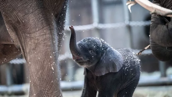 Der junge Elefantenbulle Tsavo aus dem Wuppertaler Zoo wurde eingeschl&auml;fert. - &copy; Fabian Strauch/dpa