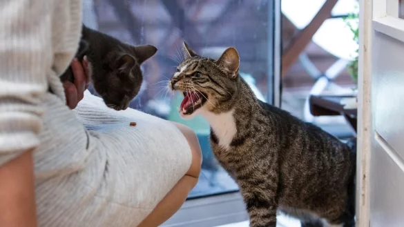 Bei der Vergesellschaftung von Katzen sollten sich Katzenhalter nicht gleich von Fauchen einsch&uuml;chtern lassen. Das ist f&uuml;r die Durchschnittskatze eine normale Reaktion. - &copy; Christin Klose/dpa-tmn