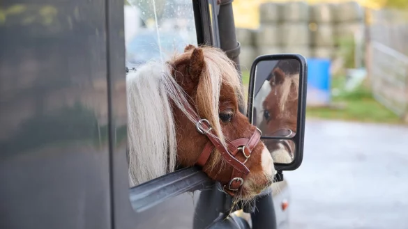 Shetland-Pony Pumuckel schaut aus dem Beifahrerfenster des Autos von Reitlehrerin Weidemann. - &copy; Bernd Thissen/dpa/Archivbild