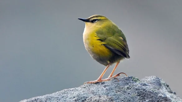 Der endemische Felsschl&uuml;pfer (Xenicus gilviventris) ist in Neuseeland zum Vogel des Jahres gek&uuml;rt worden. - &copy; David Hallett/Forest and Bird/dpa