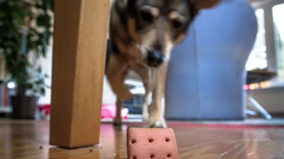 Auch drinnen f&uuml;r Auslastung sorgen: Ein Hund sucht in der Wohnung nach versteckten Leckerlis. - &copy; Markus Scholz/dpa/dpa-tmn