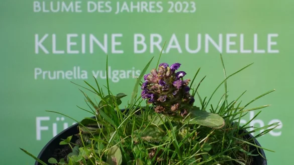 Mit der Wahl der Kleinen Braunelle zur &laquo;Blume des Jahres 2023&raquo; soll auf den schleichenden Verlust heimischer Wildpflanzen aufmerksam gemacht werden. - &copy; Marcus Brandt/dpa