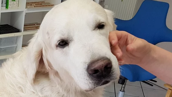 Ein Golden Retriever wird hom&ouml;opathisch behandelt und dabei gestreichelt. - &copy; Carolin Eckenfels/dpa