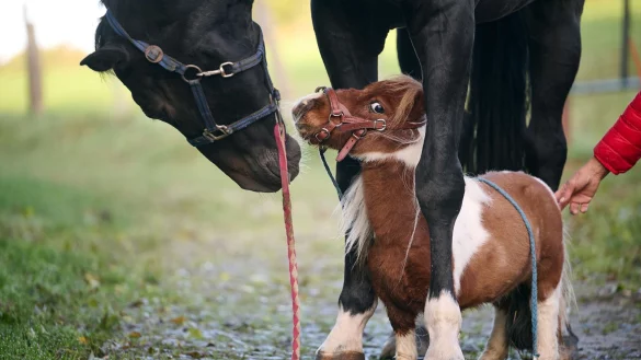 Shetland-Pony Pumuckel steht zwischen den Hufen von Wallach Ron-Sheer. - &copy; Bernd Thissen/dpa