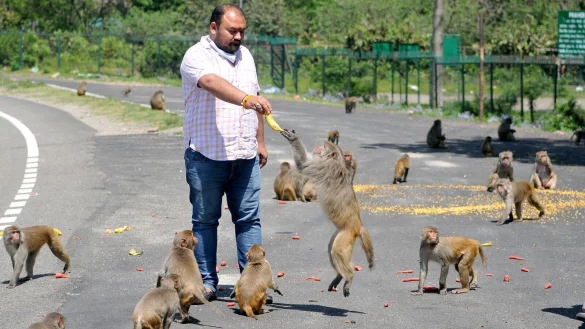 In der indischen Hauptstadt leben zahlreiche Affen. - &copy; XinHua/dpa