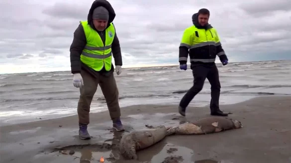 Mitarbeiter der Umweltstaatsanwaltschaft haben am Strand des Kaspischen Meers tote Robben gefunden. - &copy; Uncredited/RU-RTR Russian Television/AP/dpa