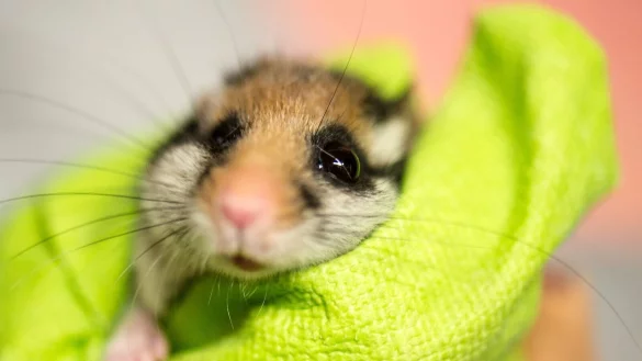 In einem Handschuh wird in der &laquo;Wildstation Bilche&raquo; in Wiesbaden ein Gartenschl&auml;fer gehalten. - &copy; Alexander Heinl/dpa