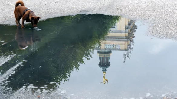 Frauchen oder Herrchen sollten m&ouml;glichst verhindern, dass der Hund aus einer Pf&uuml;tze trinkt. - &copy; Maurizio Gambarini/dpa/dpa-tmn