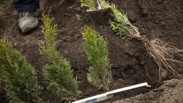Der Herbst ist eine gute Zeit, um eine neue Hecke zu pflanzen. Der richtige Abstand zwischen den Wurzelballen ist dabei entscheidend. - &copy; Christin Klose/dpa-tmn