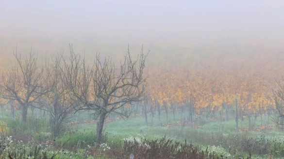 Nebel über einer Streuobstwiese und herbstlichen Weinbergen bei Volkach in Unterfranken. - © Karl-Josef Hildenbrand/dpa