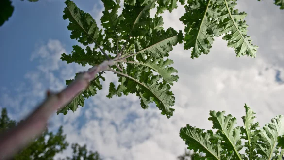 Schützenswert: Die „Lippische Palme" gehört zu den Traditionsgemüsen in Lippe. Um den Grünkohl und andere historische Sorten zu retten, sucht das Freilichtmuseum des Landschaftsverbandes Westfalen-Lippe jetzt Paten. - © Privat