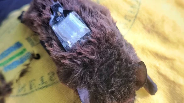 Die Sender werden auf den Flederm&auml;usen befestigt und geben &uuml;ber das Mobilfunknetz regelm&auml;&szlig;ig Signale ab. - &copy; Carolin Scholz/Leibniz-IZW/dpa