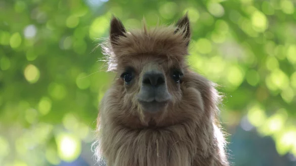 Alpakas sind flauschig, beliebt - und potenzielle Tr&auml;ger von Erregern. (Archivbild) - &copy; Matthias Bein/dpa