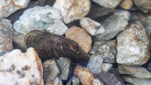 In der Eifel erh&auml;lt das Weichtier ein gutes Umfeld. (Archivbild) - &copy; Jan Woitas/dpa-Zentralbild/dpa