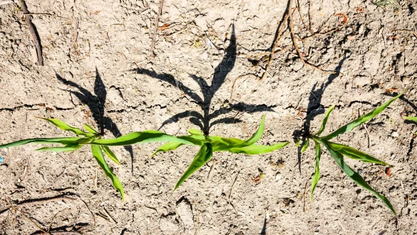 Deutsche und Niederl&auml;nder in der Grenzregion bereiten sich in einem gemeinsamen Projekt auf k&uuml;nftige Trockenheitsphasen vor. (Archivbild) - &copy; Julian Stratenschulte/dpa