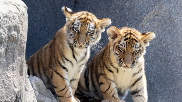 Im Zoo in Köln gab es erstmals seit elf Jahren zwei Jungtiere bei den Amurtigern. (Archivbild) - © Thomas Banneyer/dpa